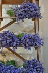 lavender