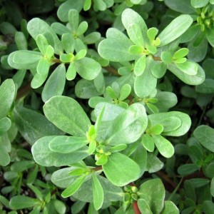 Common Purslane